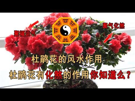 杜鵑花 風水|【杜鵑花與風水】杜鵑花的風水寓意及注意事項 